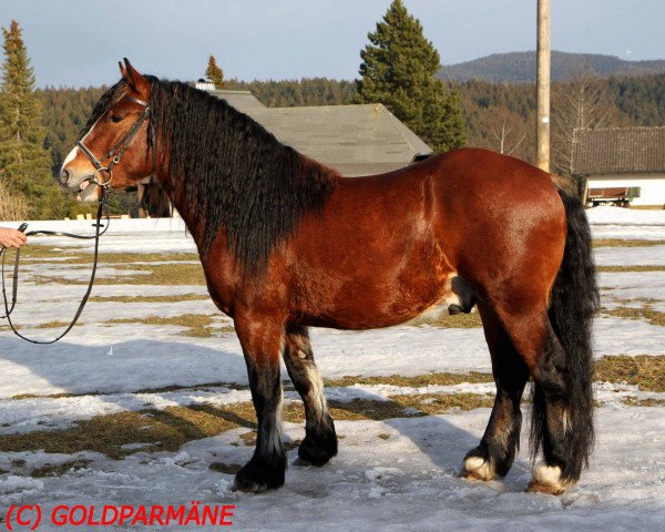horse Lamri (Black Forest Horse, 2009, from Leonhard)