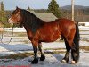 horse Lamri (Black Forest Horse, 2009, from Leonhard)