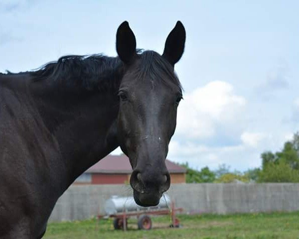 jumper Pandora S 2 (Hanoverian, 2007, from Prominenz)