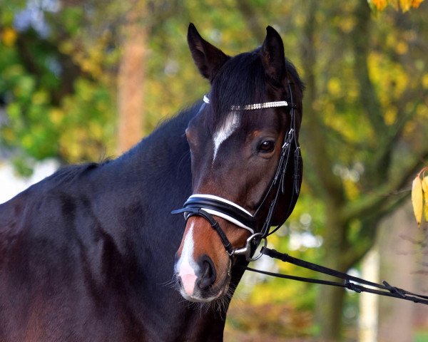 dressage horse Contadel L (Hanoverian, 2011, from Contendros Bube)