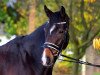 dressage horse Contadel L (Hanoverian, 2011, from Contendros Bube)