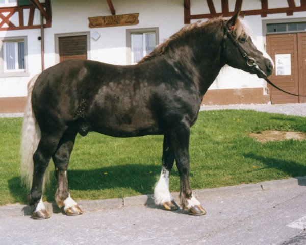 stallion Merian 224 (Black Forest Horse, 1979, from Merkur)