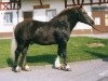 stallion Merian 224 (Black Forest Horse, 1979, from Merkur)