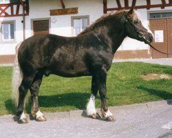 Deckhengst Merian 224 (Schwarzwälder Kaltblut, 1979, von Merkur)