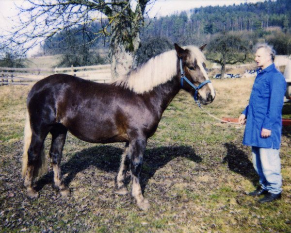 broodmare Froni (Black Forest Horse, 1994, from Moritz)
