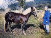 broodmare Froni (Black Forest Horse, 1994, from Moritz)