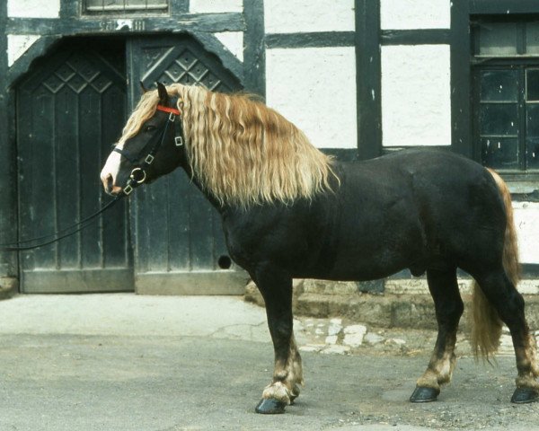 stallion Wirts-Diamant (Noric, 1968, from Jörg-Diamant IX)