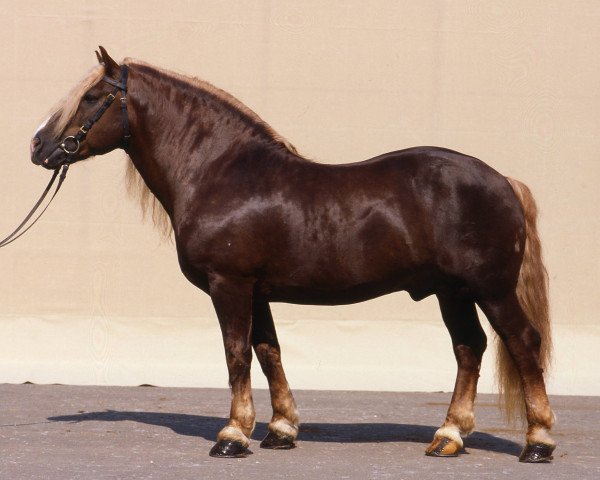 horse Wirt (Black Forest Horse, 1973, from Wirts-Diamant)