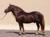 stallion Wirt (Black Forest Horse, 1973, from Wirts-Diamant)