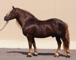 stallion Wirt (Black Forest Horse, 1973, from Wirts-Diamant)