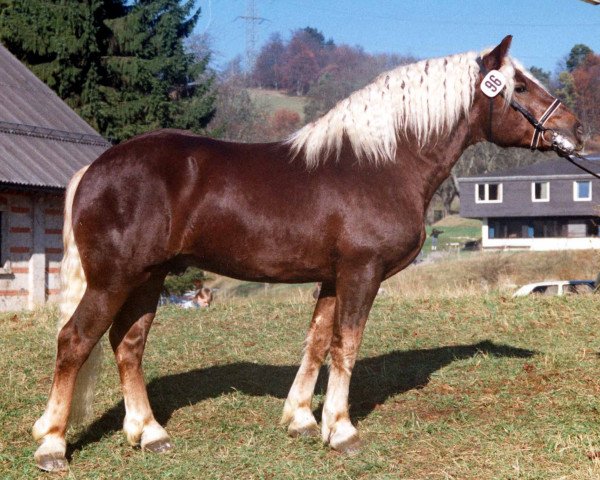 stallion Wido (Black Forest Horse, 1987, from Wirt)