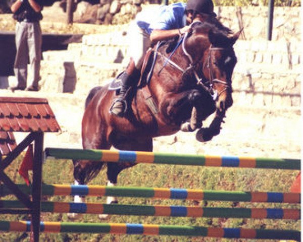 Pferd Gousto du Theillet (Selle Français, 1994, von Vercors IV)