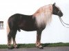 stallion Riegel (Black Forest Horse, 1982, from Retter)