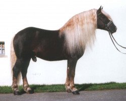 stallion Riegel (Black Forest Horse, 1982, from Retter)