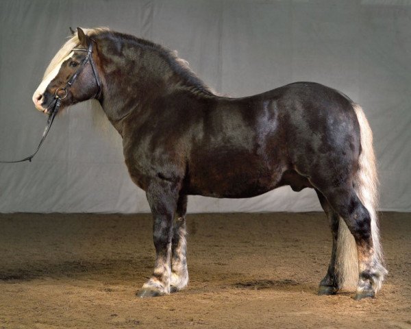 horse Riemer (Black Forest Horse, 1990, from Riegel)