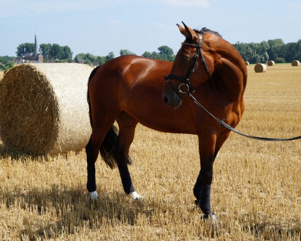 broodmare Quebec 52 (Selle Français, 2006, from Querlybet Hero)