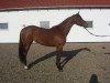 broodmare Uptown Girl 3 (Holsteiner, 2004, from Quick Star)