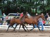 broodmare O.Maya (KWPN (Royal Dutch Sporthorse), 1996, from Contender)