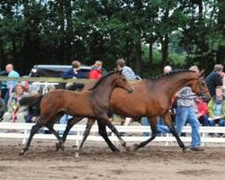 broodmare O.Maya (KWPN (Royal Dutch Sporthorse), 1996, from Contender)