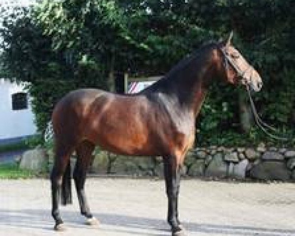 broodmare Waldrose I (Holsteiner, 2006, from Contender)