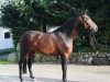 broodmare Waldrose I (Holsteiner, 2006, from Contender)