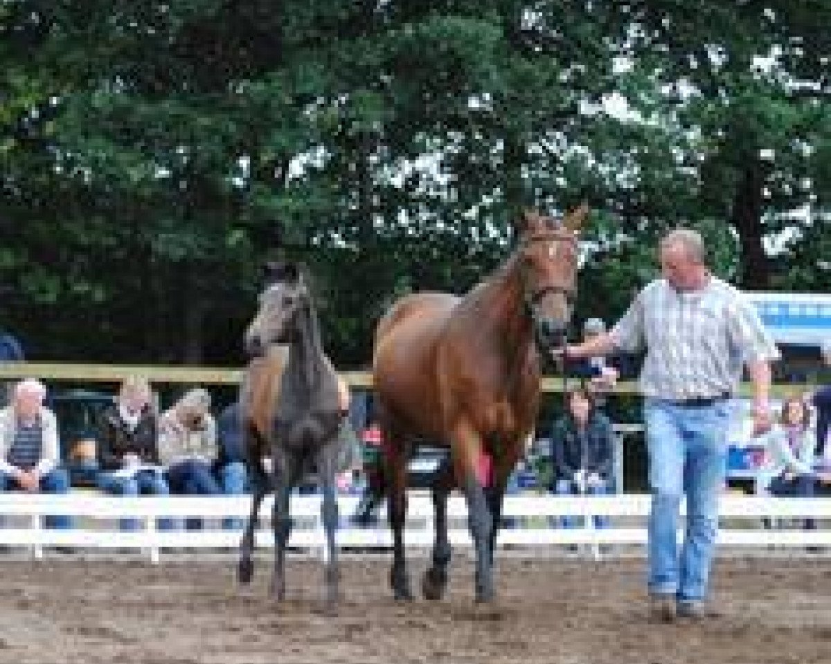 broodmare Miss Millenium 2 (Holsteiner, 1997, from Carpaccio)