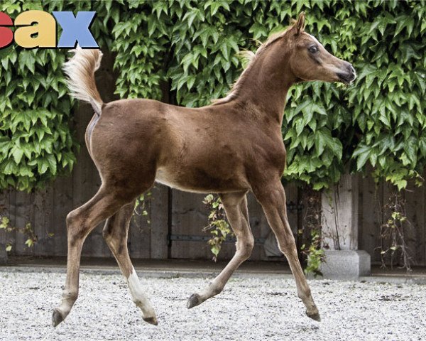 horse Manhattan ox (Arabian thoroughbred, 2016, from Martice ox)