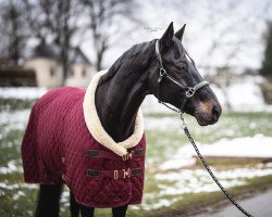 Dressurpferd Irocco (Trakehner, 2008, von Karolinger TSF)