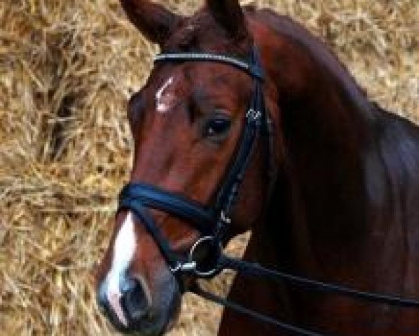 stallion Cennin (KWPN (Royal Dutch Sporthorse), 2007, from Vivaldi)