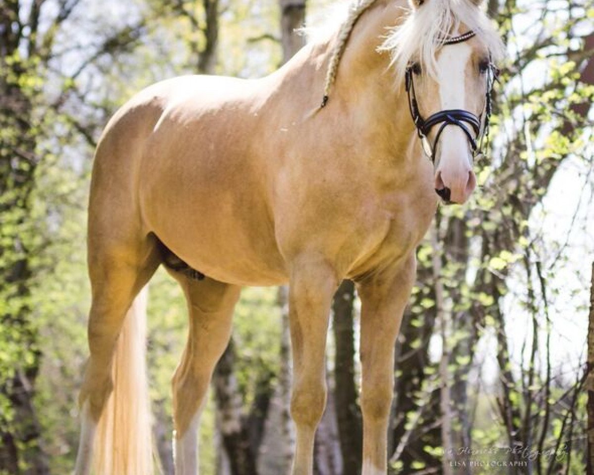 Deckhengst Pegas Kinsky (Tschechisches Warmblut, 2012, von Almhirt Chlumecký)