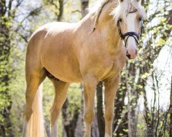 stallion Pegas Kinsky (Czech Warmblood, 2012, from Almhirt Chlumecký)