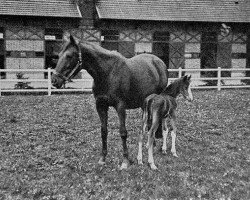 broodmare Amie xx (Thoroughbred, 1893, from Clamart xx)