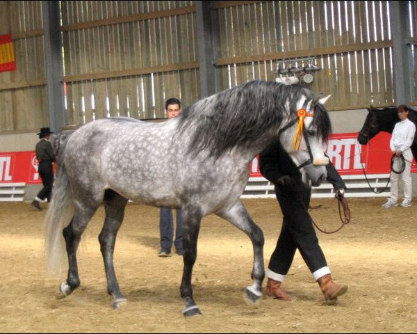 stallion Almendro VI (Pura Raza Espanola (PRE), 1999, from Miron)