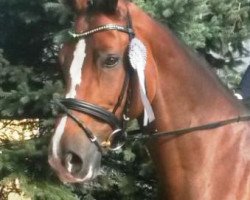 dressage horse Daylight Princess S (Bayer, 2010, from Chat qui Rit de L)