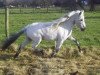 stallion Two Spot v. d. Immetjeshoeve (Nederlands Appaloosa Pony, 2003, from Bayern's Raki)