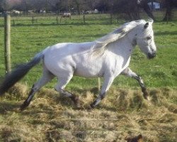 stallion Two Spot v. d. Immetjeshoeve (Nederlands Appaloosa Pony, 2003, from Bayern's Raki)