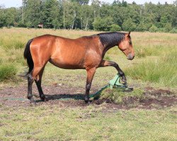 Springpferd Casida (Deutsches Reitpferd, 2007, von Casiro I)