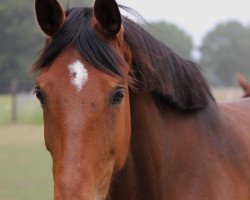 Springpferd Florida Breeze (Hannoveraner, 2009, von For Edition)