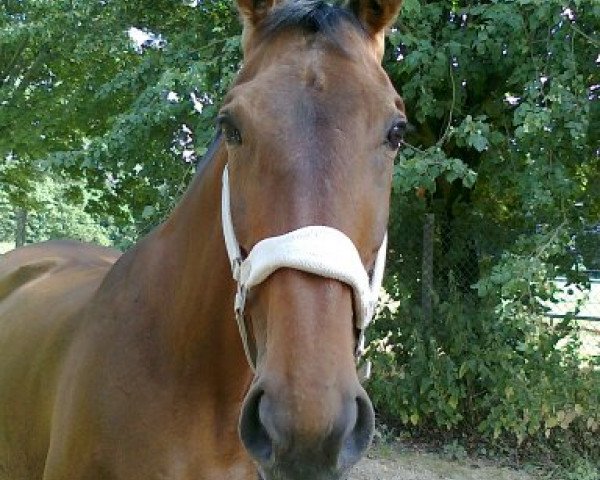 horse Galloway (Hanoverian, 1991, from Gotenkönig)