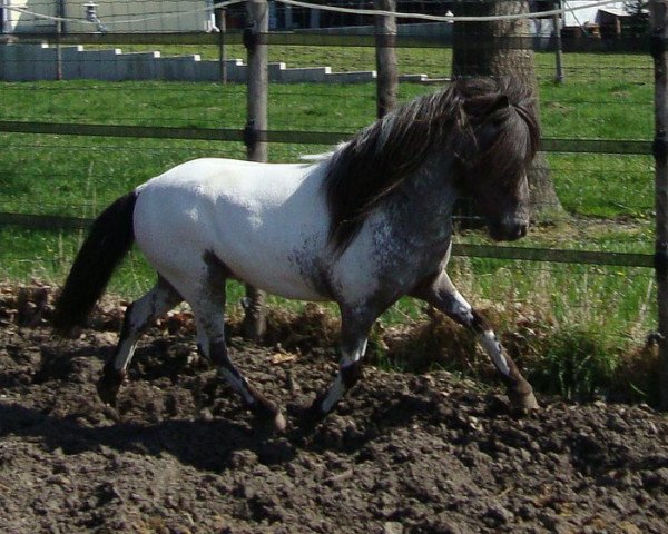horse XALYVAR VAN DE IMMETJESHOEVE (Nederlands Mini Paarden, 2006, from Two Spot v. d. Immetjeshoeve)