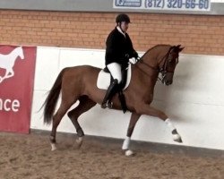 dressage horse Brabus (Ukrainisches riding horse, 2007)