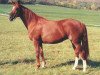 broodmare Gidran Maxim I (Hungarian Warmblood, 1978, from Maxim Gidran-62)