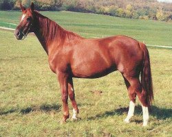 broodmare Gidran Maxim I (Hungarian Warmblood, 1978, from Maxim Gidran-62)