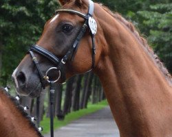 broodmare Cassila (Oldenburg, 2006, from Rohdiamant)