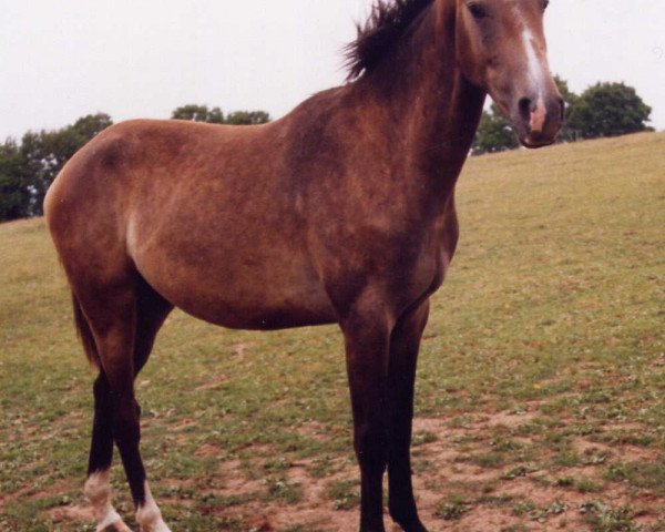 horse Pharos du Theillet (Selle Français, 2003, from Quat'Sous)