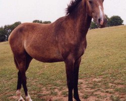 Pferd Pharos du Theillet (Selle Français, 2003, von Quat'Sous)