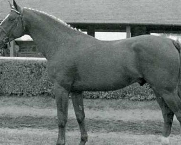 stallion Ou Vas Tu III (Selle Français, 1980, from Uriel)