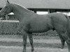 stallion Ou Vas Tu III (Selle Français, 1980, from Uriel)