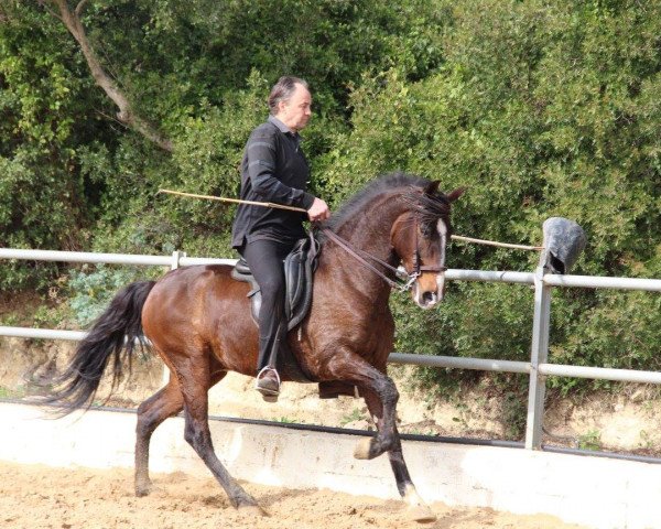 horse BRUJO (Pura Raza Espanola (PRE), 2008)