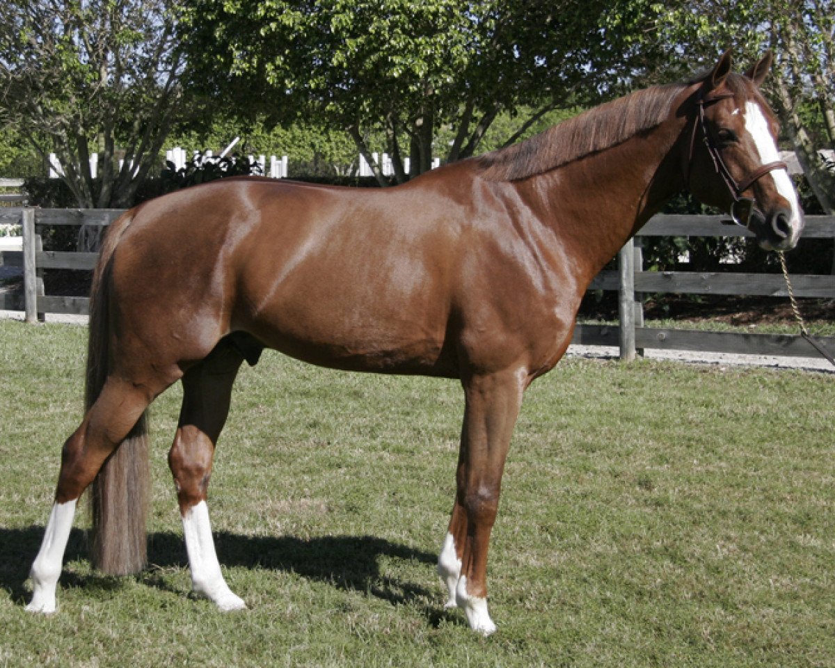 stallion Klotaire du Moulin (Selle Français, 1998, from Voltaire)